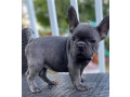 french-bulldog-puppies-small-0