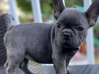 French Bulldog puppies