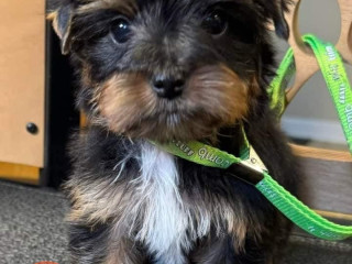 Yorkie puppies