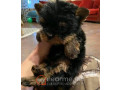 yorkie-for-adoption-small-2