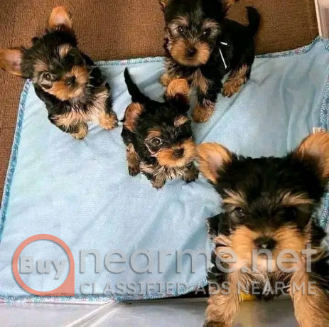 yorkie-for-adoption-big-0