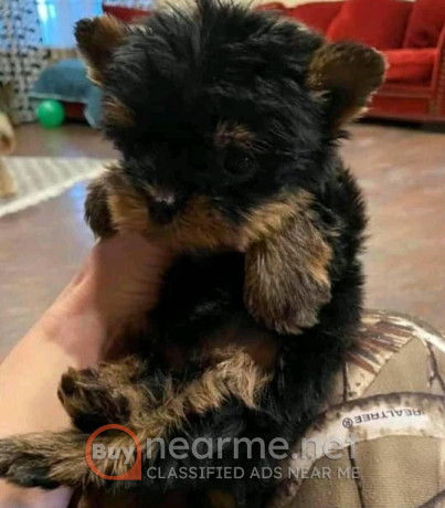 yorkie-for-adoption-big-2