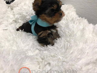 Yorkie puppies